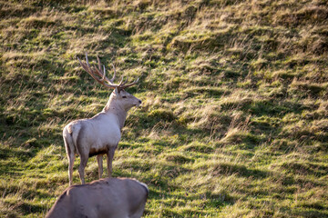 Bactrian deer stag, Cervus elaphus bactrianus, close up portrait and with background.
