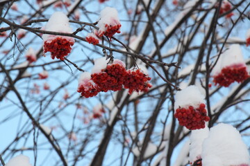 Rowan berries in the snow. Bunches of red rowan berries. Red berries of rowan in winter	