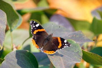 butterfly on a flower