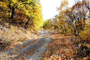 autumn in the forest