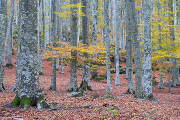 Beech forest (Fagus sylvatica) at Monte Amiata, Tuscany, Italy, in autumn.