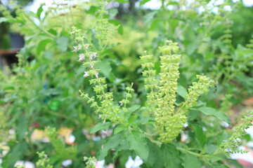 Cinnamon basil (Ocimum basilicum) leaves and flowers, Thai Basil in the garden