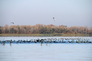 flock of birds on the river
