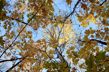 branches against blue sky, autumn forest, bright colors of autumn