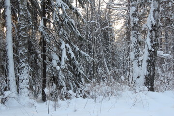siberian forest in winter