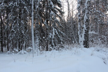 winter forest in the snow