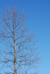Fototapeta na wymiar 青空を背景にした樹木