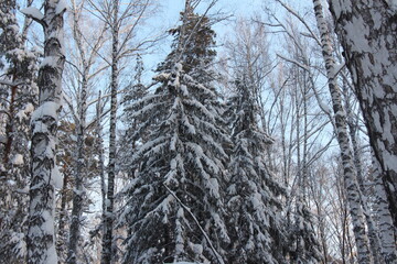 Fototapeta premium snow covered pine tree