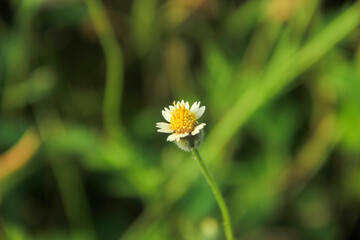 Yellow flower grow on tree branch