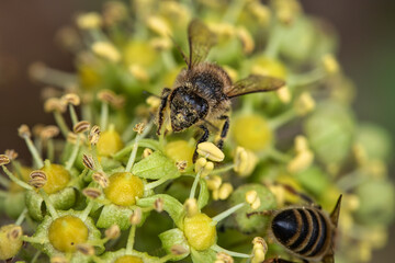 Close up of one honey bee flying around honeysuckle flowers bee collecting nectar pollen on spring...