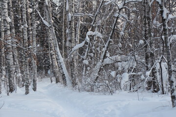 Forest in winter. Winter trees. Trees in snow. Winter Siberian forest