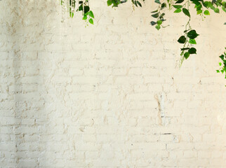 White brick wall for background with green leaves