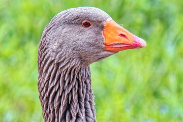 portrait of a goose