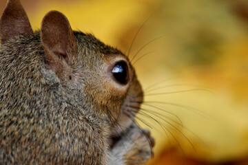 Grey squirrel extremely close up photo. Blurry yellow background.
Cute squirrel eats nuts in the autumn forest. Nature photography. 