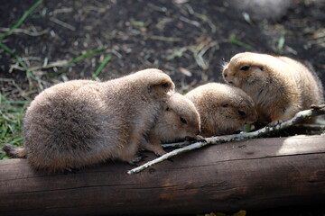 みんなで仲良く木の枝をかじる秋のプレーリードッグ達