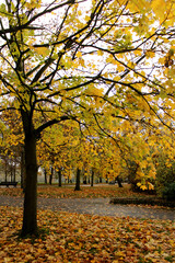 Yellow autumn trees. Beautiful colors of autumn, parks and outdoor.