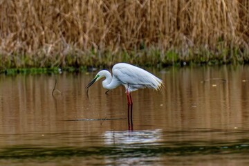 great white heron in the lake