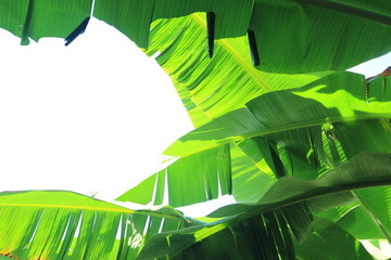 Group of big green banana leaves, Tropical plant foliage with visible texture, Close up, copy space.