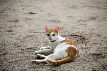 Fototapeta na wymiar Two tone cat (white and orange) with blue collar lying on the ground