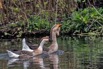 humpback goose male and female in the water