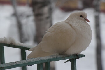 White pigeon. Pigeon sitting at the railing of the balcony