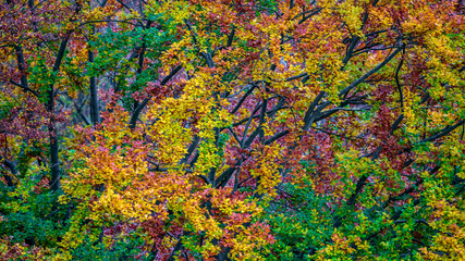 Colorful leaves of a tree in autumn