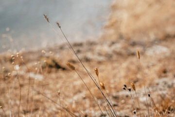Golden spikelet of a plant on the background of the sea, natural background