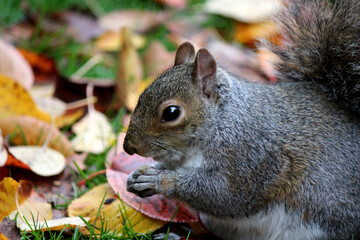 Cute squirrel eats nuts in the autumn forest. Colorful leaves background. Fall nature photography. Colors of the autumn. 