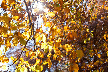 Yellow beautiful golden leaves in fall with sunlight.