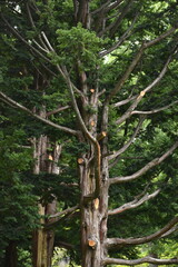 The aged old beautiful pine trees in Sapporo Japan
