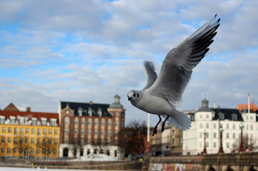 Fototapeta na wymiar Flying seagull in blue sky with beautiful clouds. Colorful buildings background. Copenhagen winter sunny day photo. 