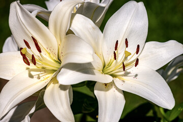 Beautiful white Lily Flowers in a garden with a green background. Macro photography. 