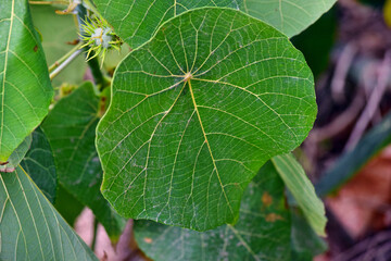 Tropical plant macaranga tanarius at Noosa National Park