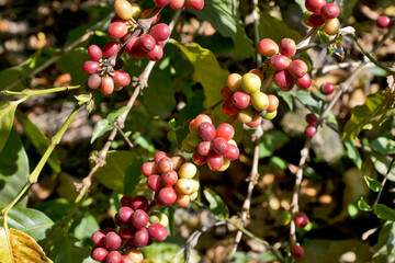 Fresh cherry coffee bean on tree branch in Guatemala, Central America, Antigua.