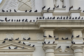 Tons of doves on richly decorated facade of the church La Merced in Antigua, Guatemala, Central...