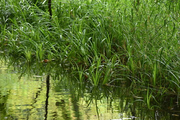 The beautiful green water plants along with the pond surface in Sapporo Japan