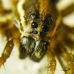 wolf spider on a web