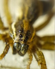 Araña lobo spider wolf