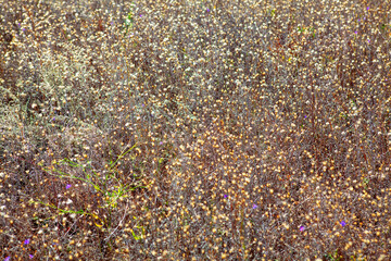 Dry plants and flowers background