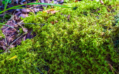 Moss in the forest in summer