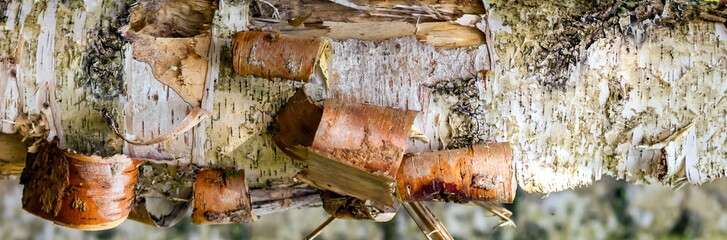 Birch bark close-up
