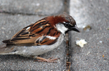 Little sparrow close up photo. Cute bird in the wild. 