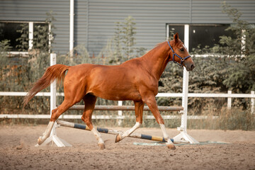 Beautiful horses galloping in the arena
