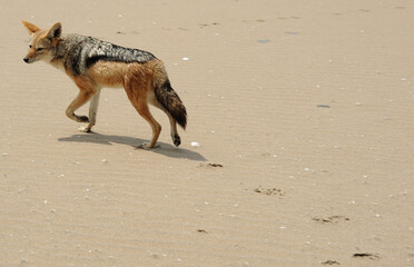 Fototapeta na wymiar A black-backed jackal slinking away slyly in the Namib desert