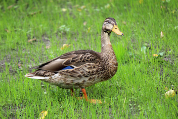 Cute duck in the garden. Green grass background. 