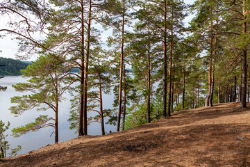 Pine Forest on the river slope