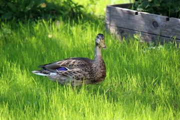 Cute duck in the garden. Green grass background. 