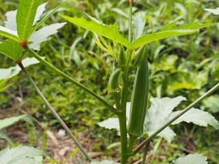 夏の畑に実ったオクラ