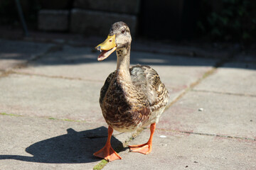 Close up portrait of grey duck. Domestic bird photo. 
