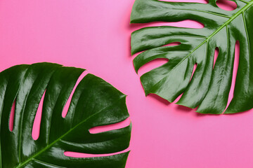 Beautiful monstera leaves on pink background, flat lay. Tropical plant